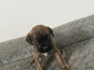 English Mastiff dogs English Mastiff Puppy 10 - Ad 32