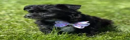 Morkie dogs for sale: Zoey - Ad 3