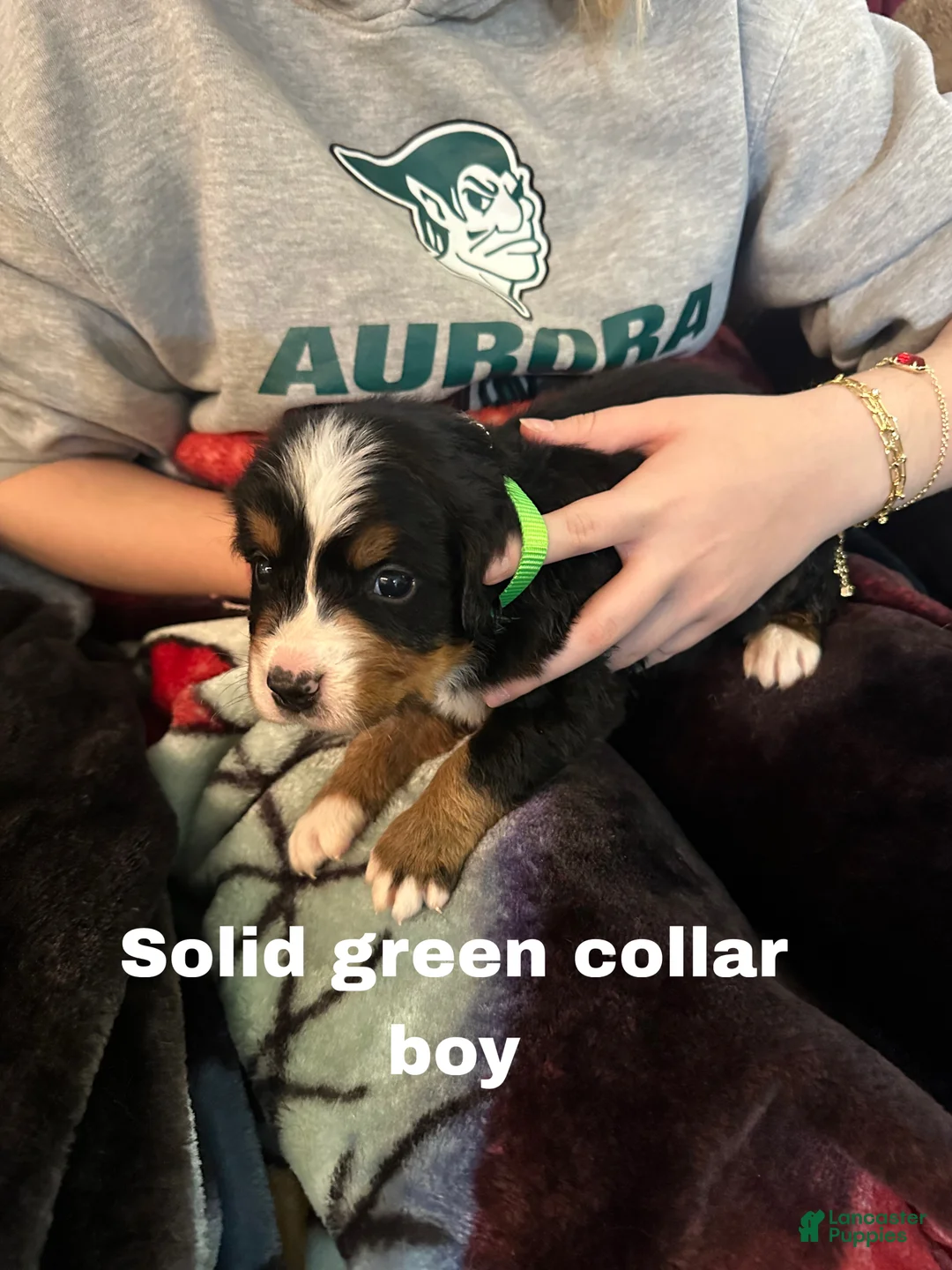 Bernese Mountain Dog dogs for sale: Bernese Mountain Dog Puppy 1 - Ad 1