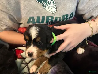 Bernese Mountain Dog dogs Bernese Mountain Dog Puppy 1 - Ad 4