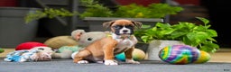 Boxer dogs for sale: Maxl - Ad 7