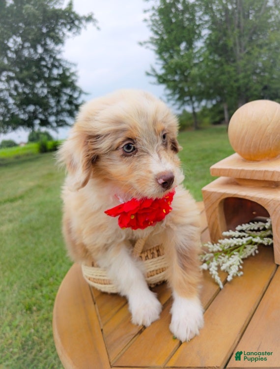 Aussiedoodle dogs Honey Melon - Ad 2
