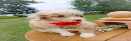 Aussiedoodle dogs for sale: Honey Melon - Ad 2