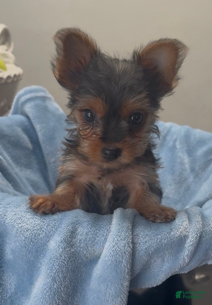Yorkshire Terrier dogs Yorkshire Terrier - Ad 9