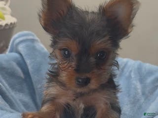 Yorkshire Terrier dogs Yorkshire Terrier - Ad 9