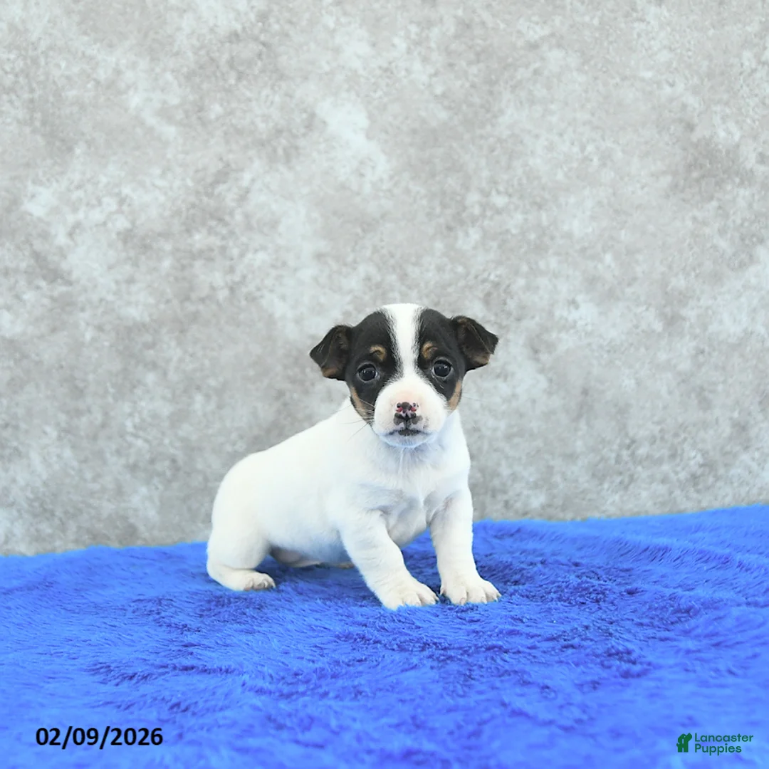 Mixed Breed dogs for sale: Ava  - Ad 3