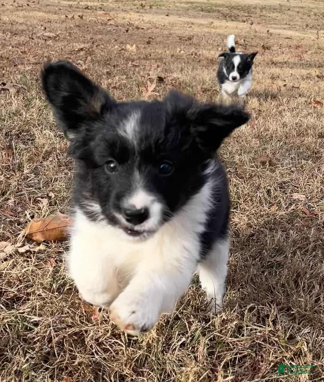 Mixed Breed dogs for sale: Stripe - Ad 2