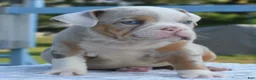 Mixed Breed dogs for sale: Maggie mini hybrid bulldog  - Ad 6