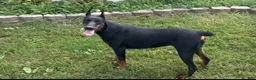Doberman Pinscher dogs for sale: No Collar Boy - Ad 3