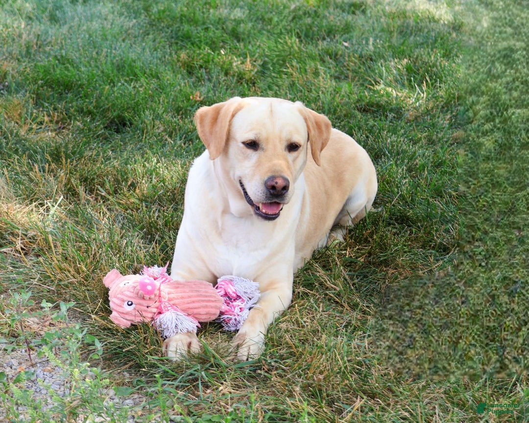 Labrador Retriever dogs for sale: Lilly A - Ad 2