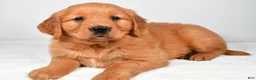 Golden Retriever dogs for sale: Robin - Ad 6