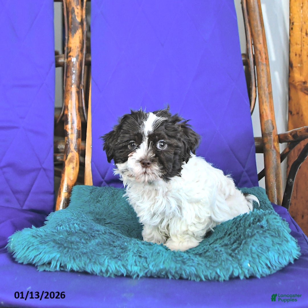 Shih Tzu dogs for sale: Forrest - Ad 3
