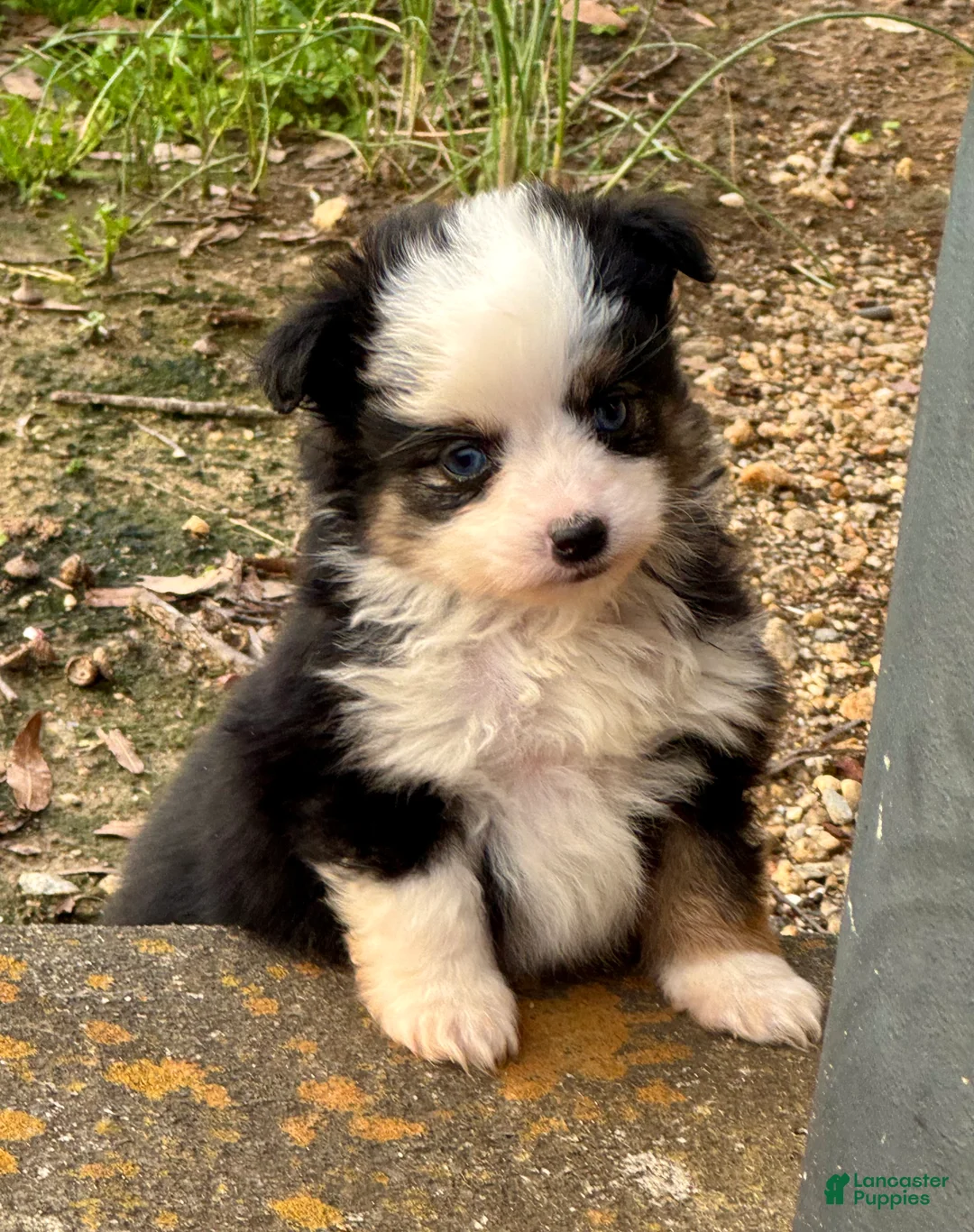 Toy Australian Shepherd dogs for sale: Betty - Ad 2