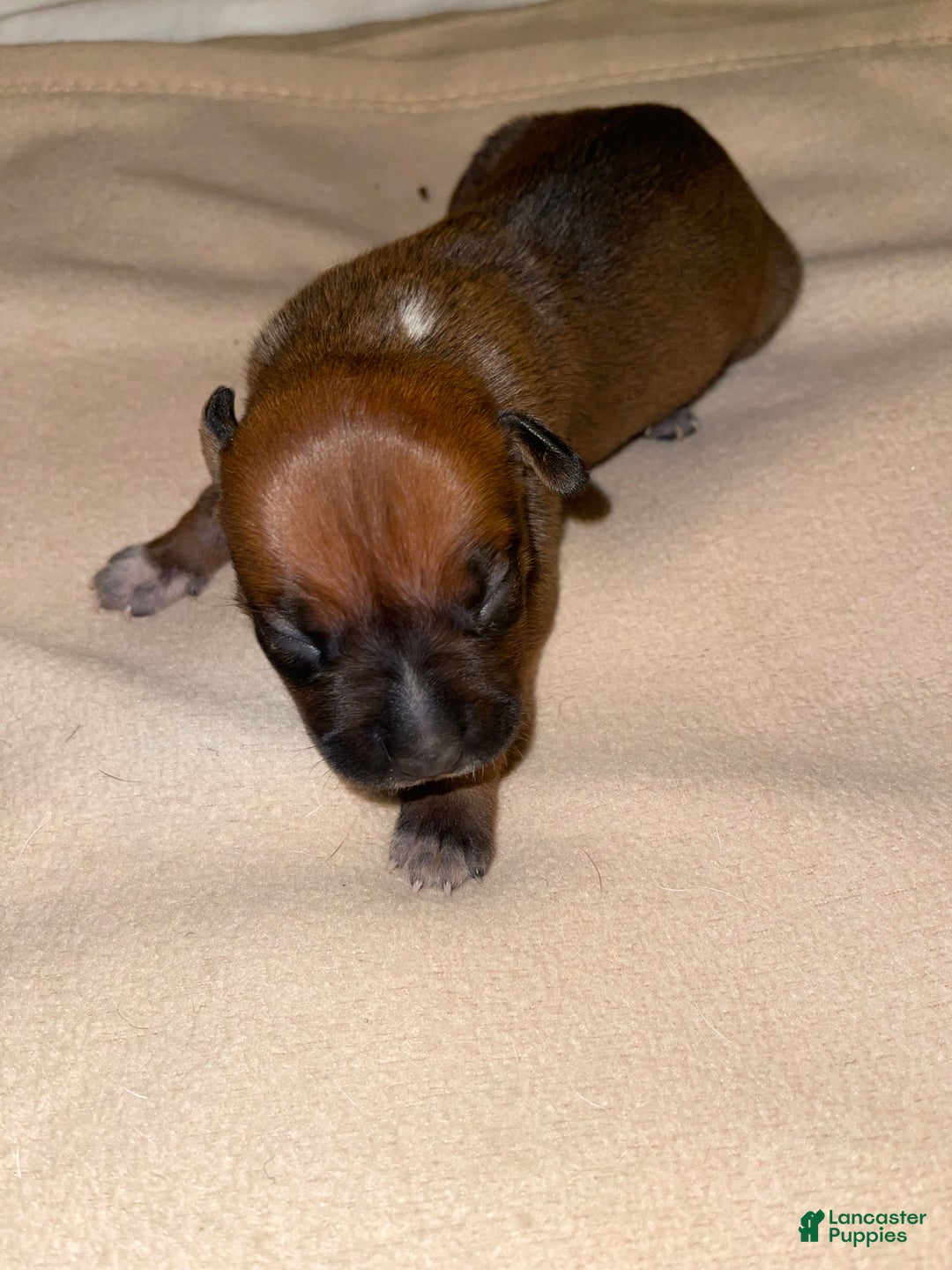 American Pit Bull Terrier dogs for sale: American Pit Bull Terrier Puppy 7 - Ad 4