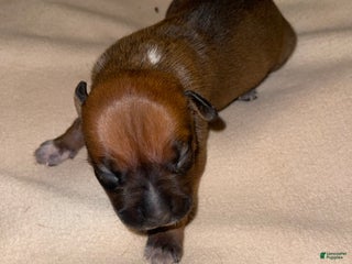 American Pit Bull Terrier dogs - Ad 34