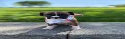 Boxer dogs for sale: Amber - Ad 2