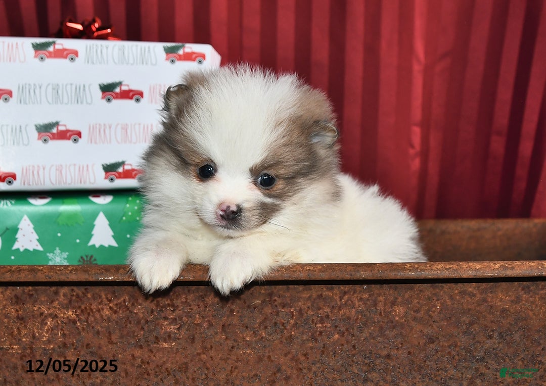 Pomeranian dogs for sale: Nicole - Ad 2