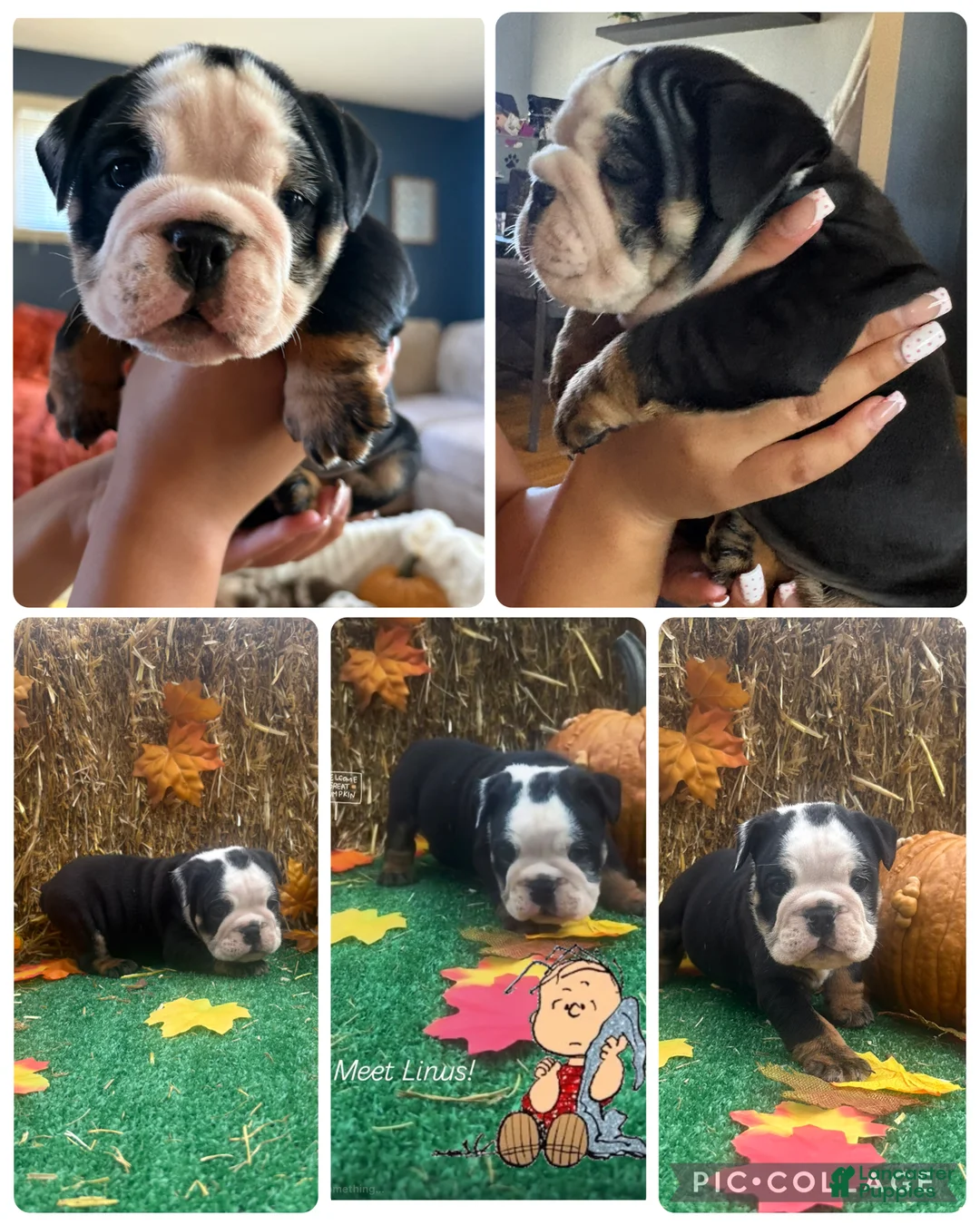 English Bulldog dogs for sale: Linus  - Ad 2