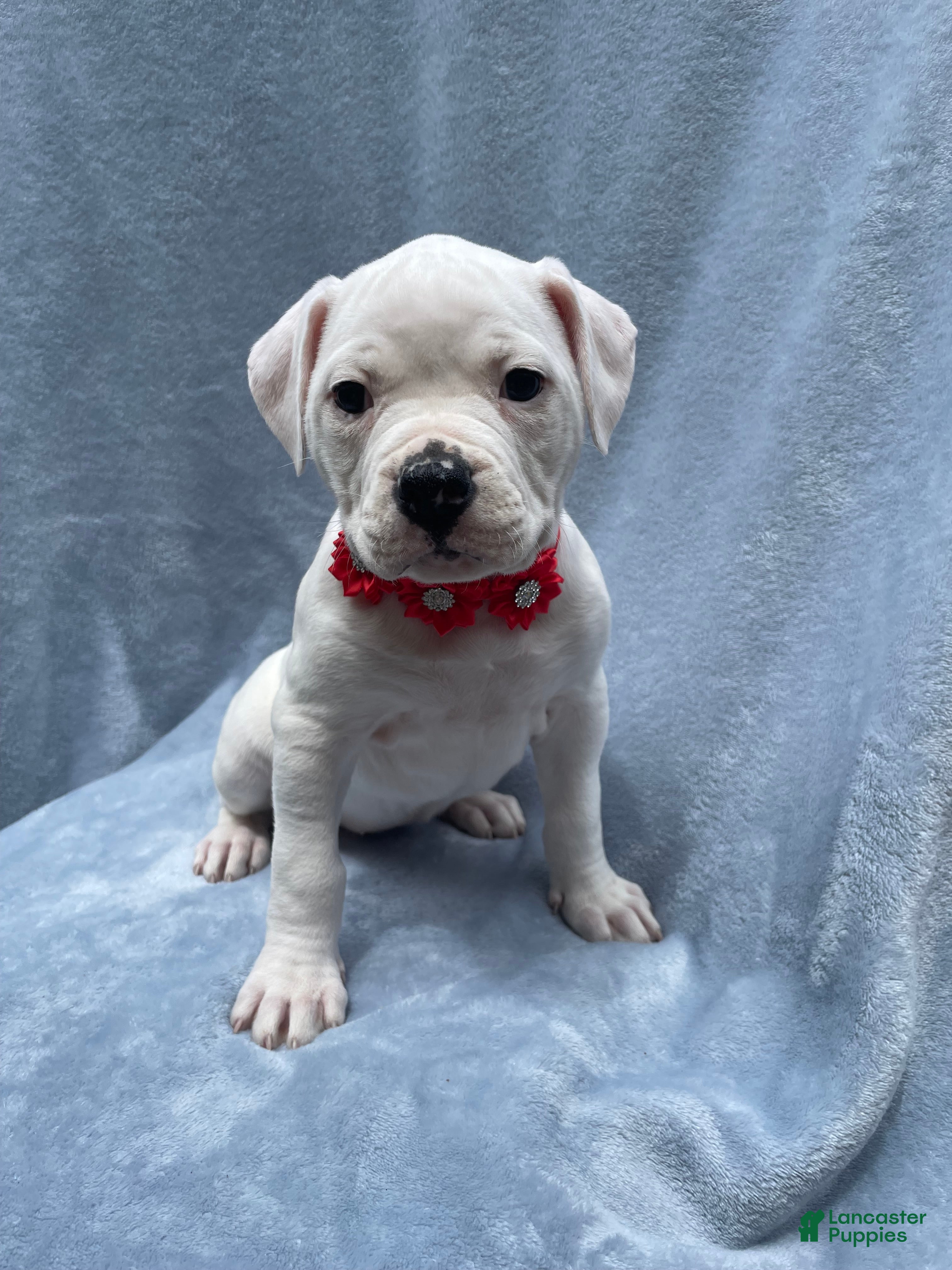 American Bulldog dogs American Bulldog Puppy 1 - Ad 1