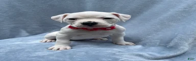 American Bulldog Puppy 1