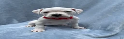 American Bulldog dogs for sale: American Bulldog Puppy 1 - Ad 1