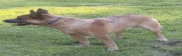 Australian Cattle Dog dogs for sale: Georgie Girl - Ad 47