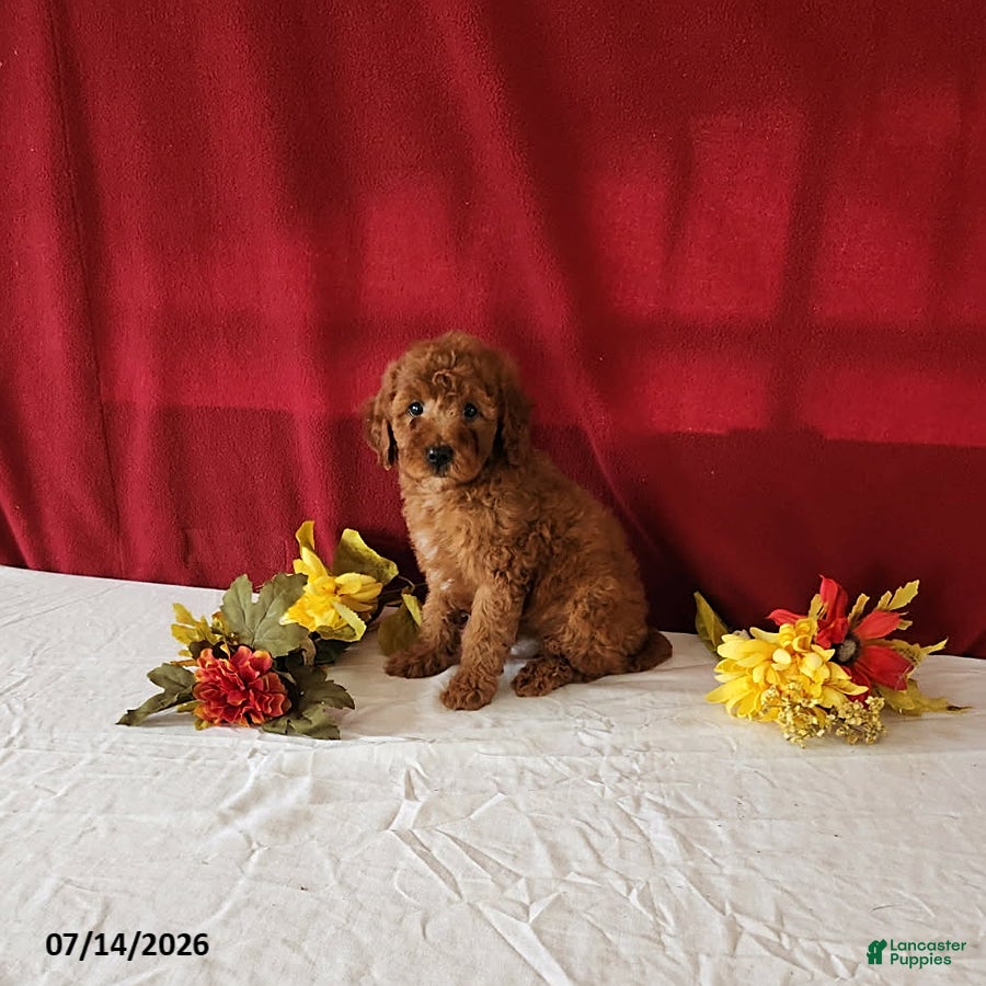 Mini Goldendoodle dogs Reeses - Ad 1