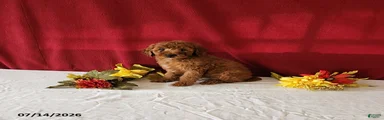 Reeses