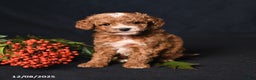 Toy Poodle dogs for sale: Tiny Easton - Ad 2