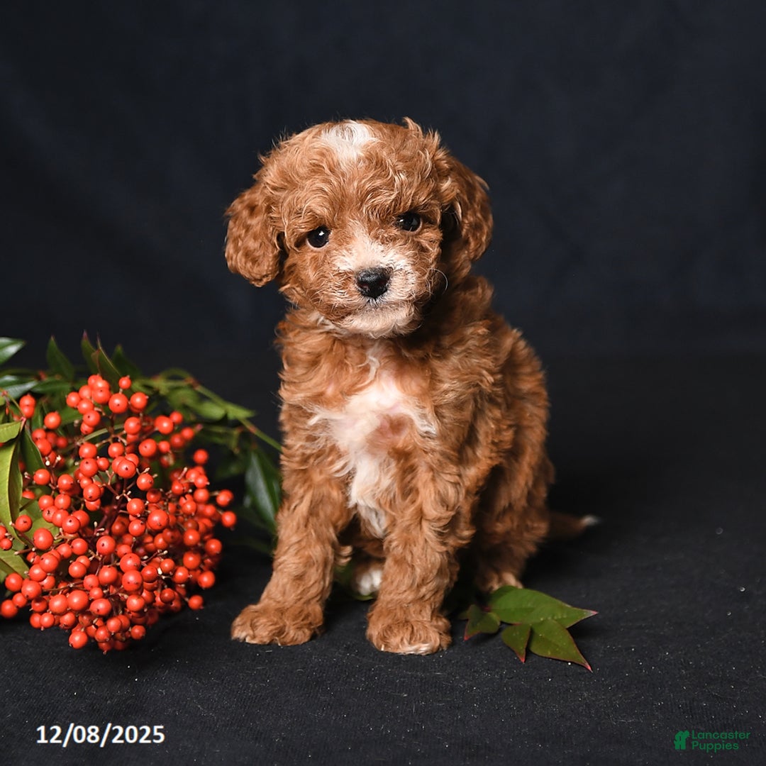 Toy Poodle dogs for sale: Tiny Easton - Ad 2