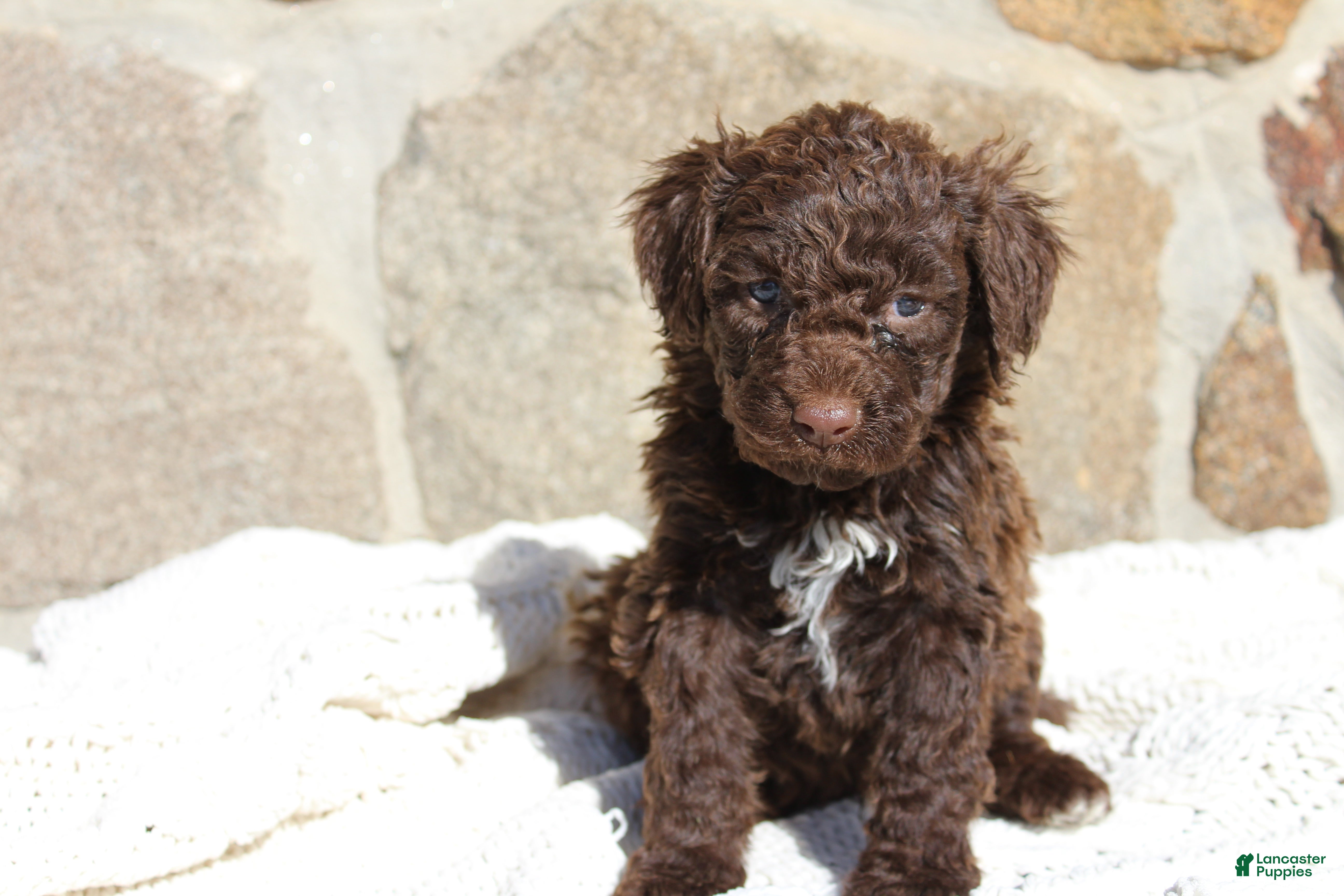 Portuguese Water Dog dogs Triton - Ad 12