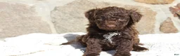 Portuguese Water Dog dogs for sale: Triton - Ad 1