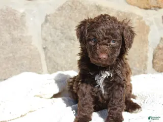 Portuguese Water Dog dogs Triton - Ad 12