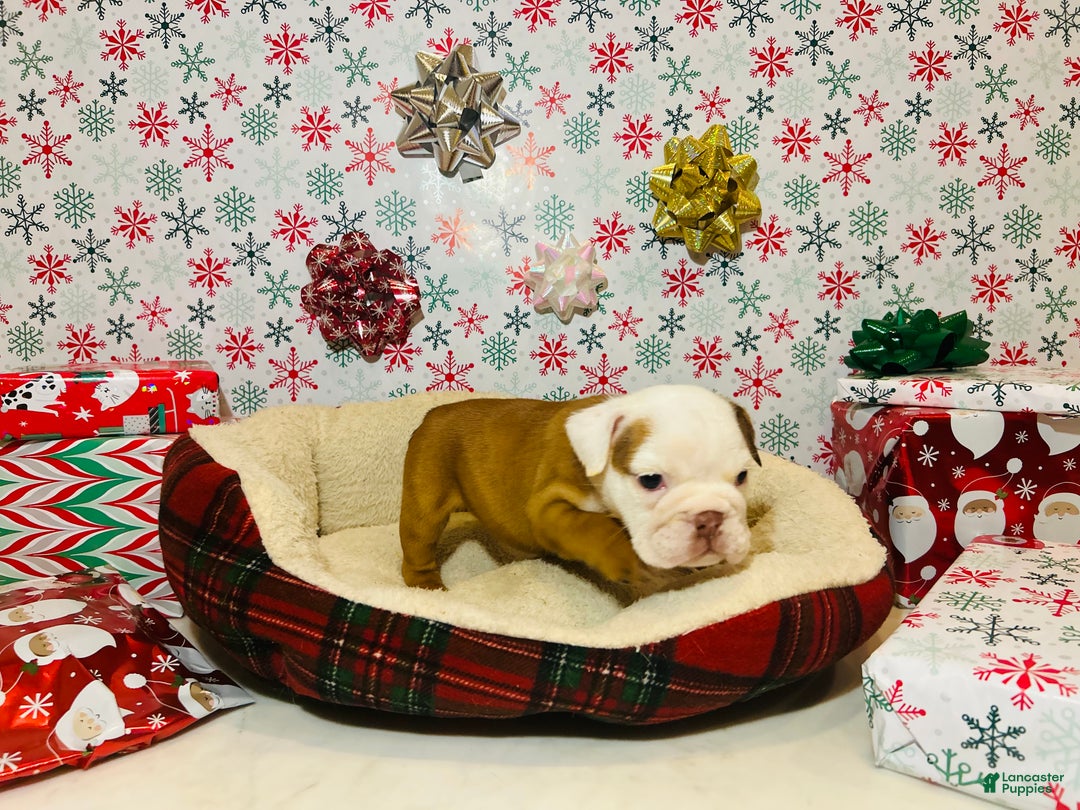 English Bulldog dogs for sale: Stella - Ad 2