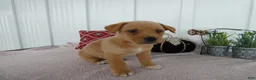 Chorkie dogs for sale: Chorkie 1 Woody - Ad 2