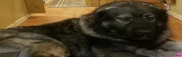Caucasian Shepherd Dog dogs for sale: Caucasian Shepherd Dog Puppy 7 - Ad 9