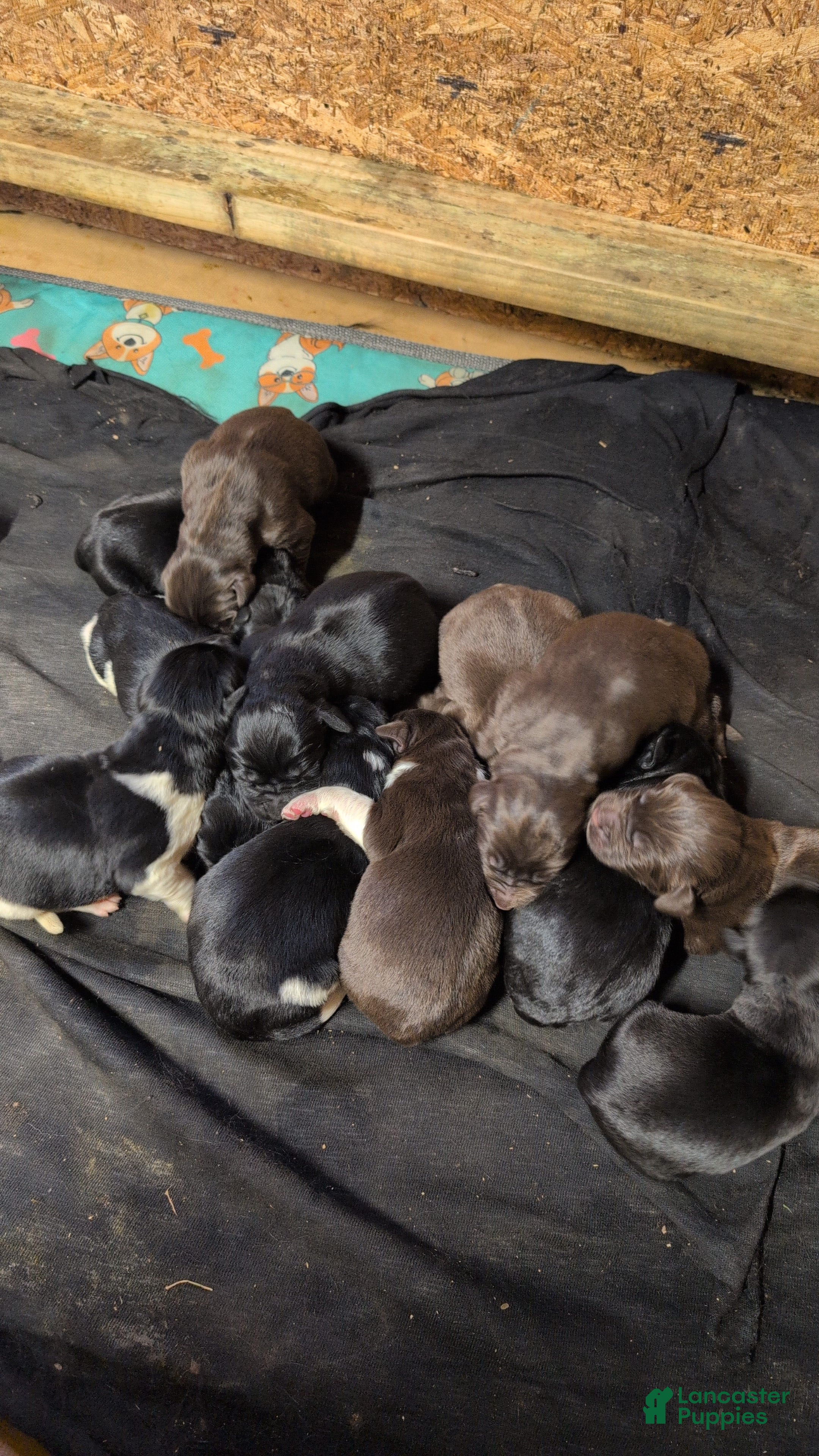 Newfoundland dogs Harley  - Ad 24