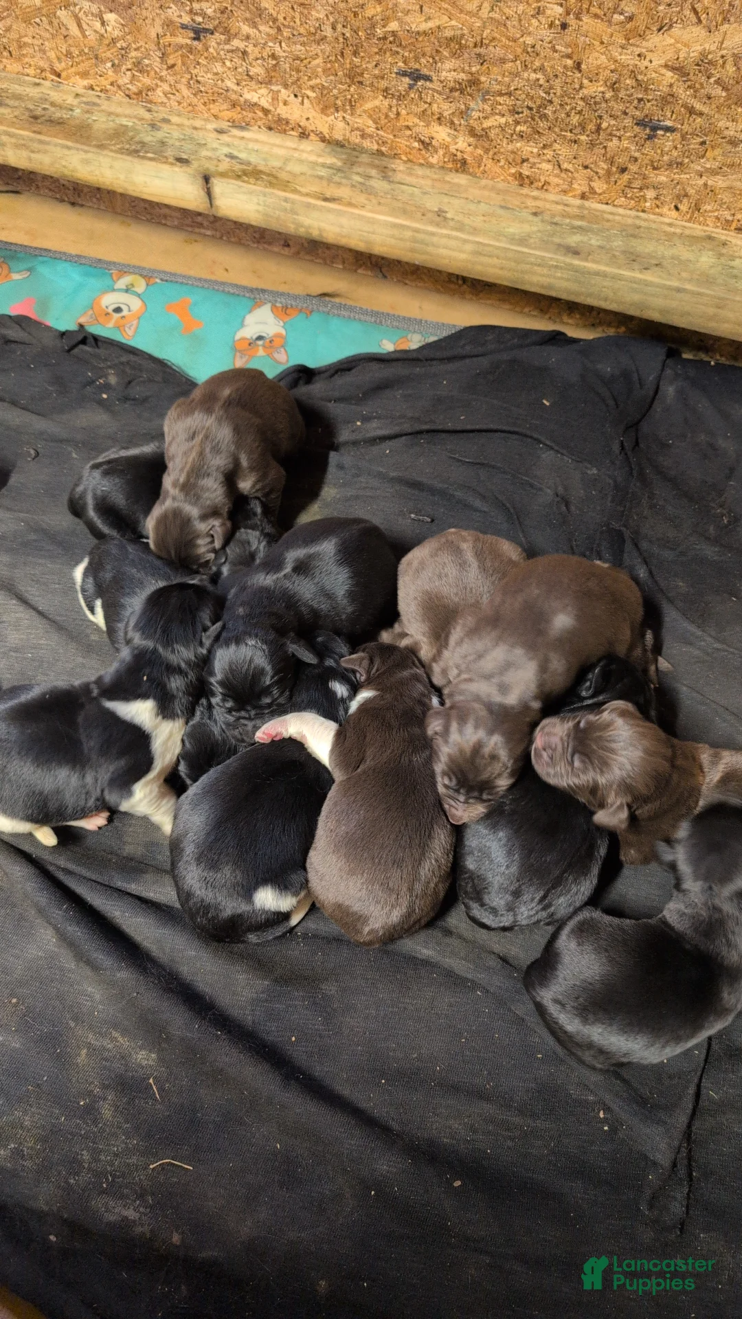 Newfoundland dogs for sale: Harley  - Ad 1