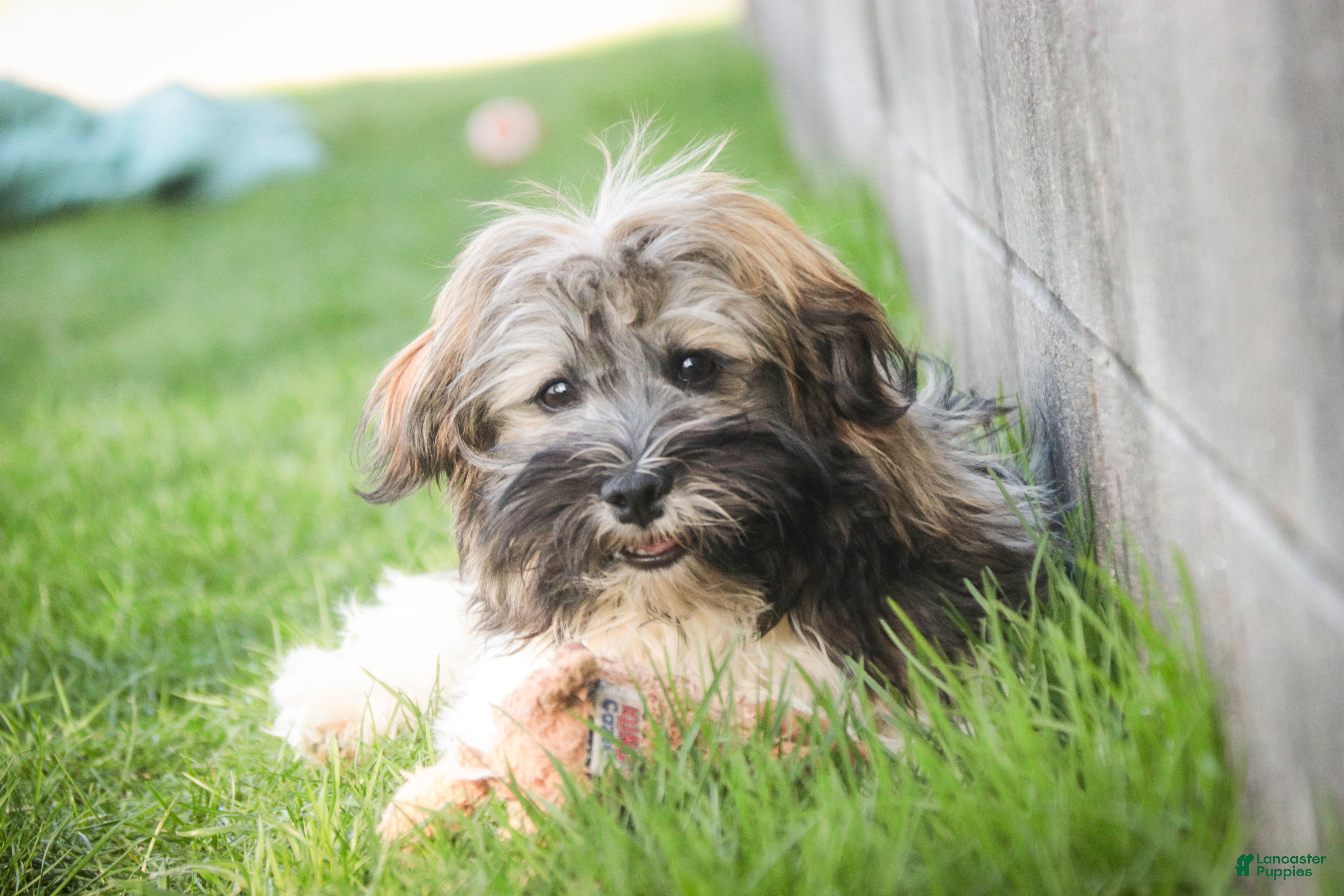 Havanese dogs Biscotti - Ad 2