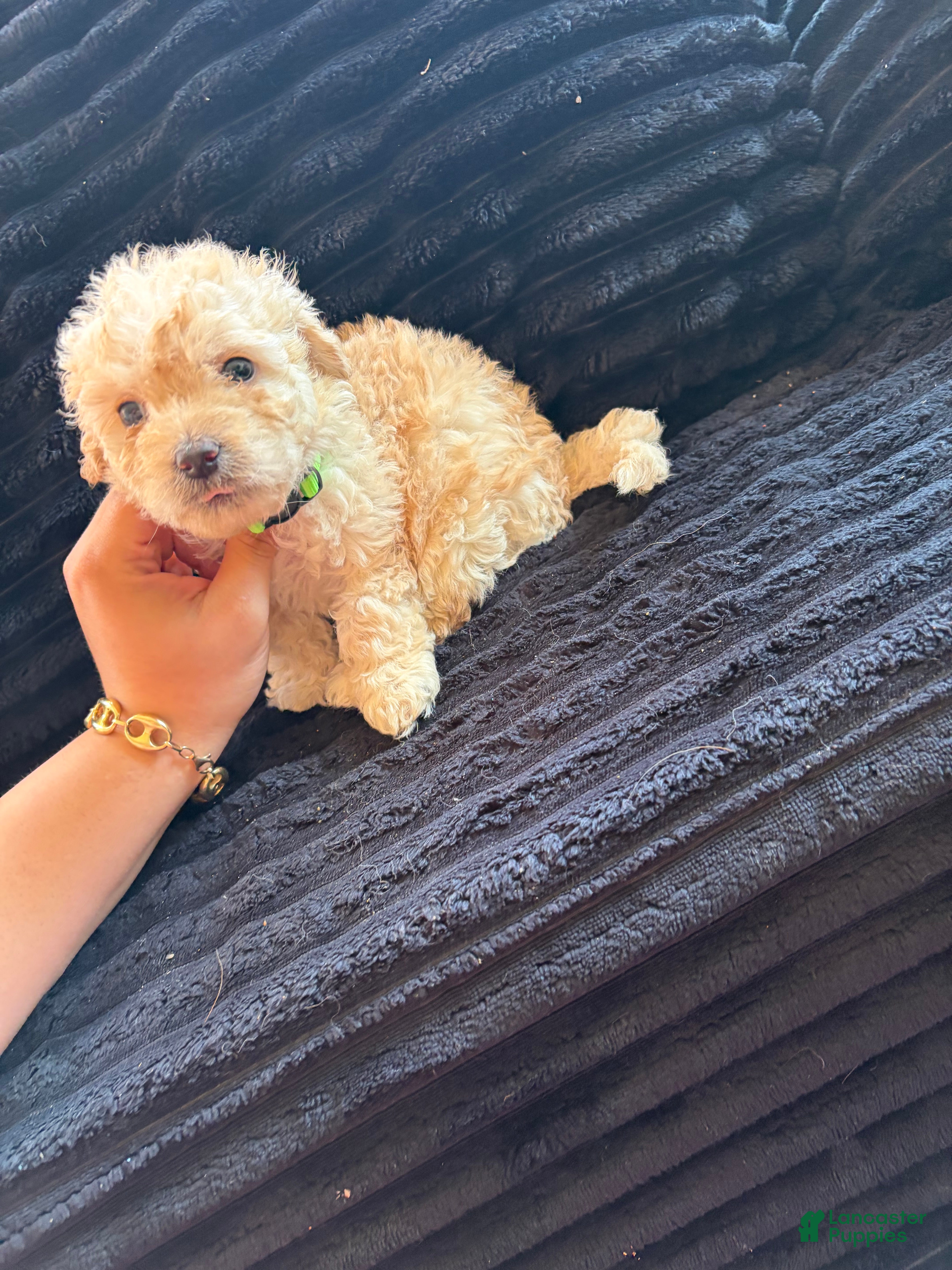 Toy Poodle dogs Jackson (Toy Poodle teacup size ) - Ad 25