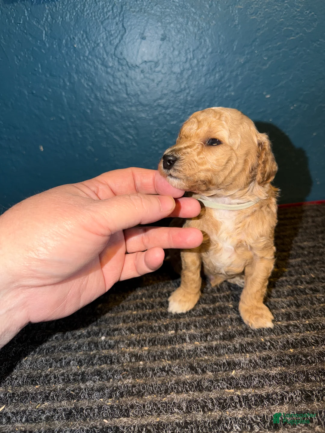 Miniature Poodle dogs for sale: AKC Miniature Poodle Puppy Light Green - Ad 18