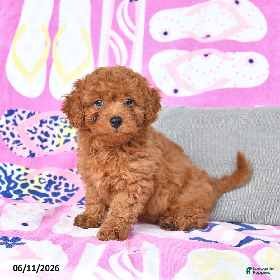Mixed Breed dogs Goldie - Ad 1