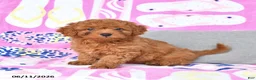 Mixed Breed dogs for sale: Goldie - Ad 1