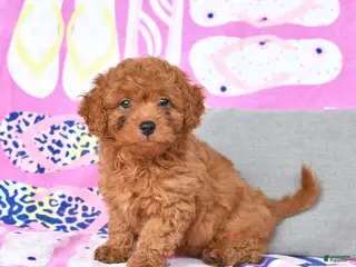 Mixed Breed dogs for sale: Goldie - Ad 3