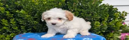 Mixed Breed dogs for sale: Dahlia - Ad 8