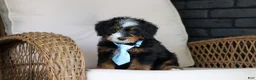 Mini Bernedoodle dogs for sale: Sawyer - Ad 2
