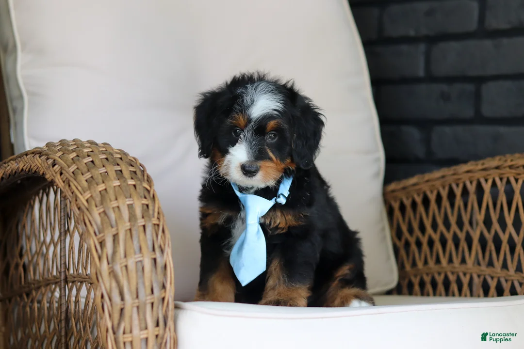 Mini Bernedoodle dogs for sale: Sawyer - Ad 2
