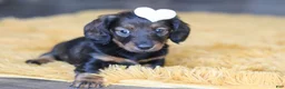 Miniature Dachshund dogs for sale: Crumpet - Ad 9