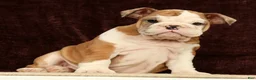 English Bulldog dogs for sale: Liberty - Ad 9