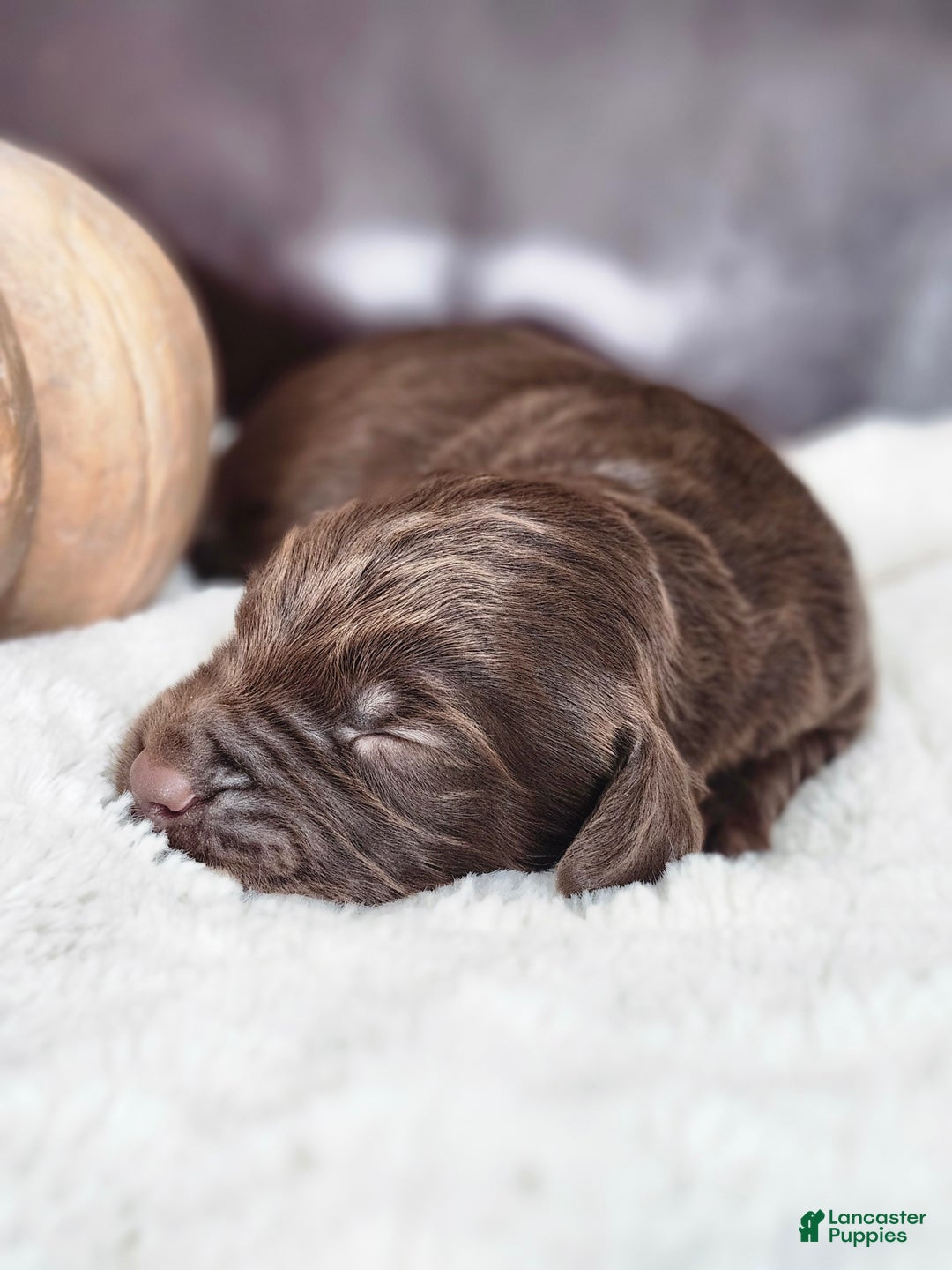 Labradoodle dogs for sale: Cane - Ad 3